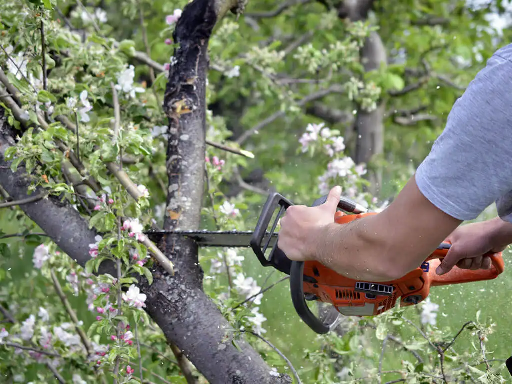 Élagage d’arbres en Haute-Garonne (31)