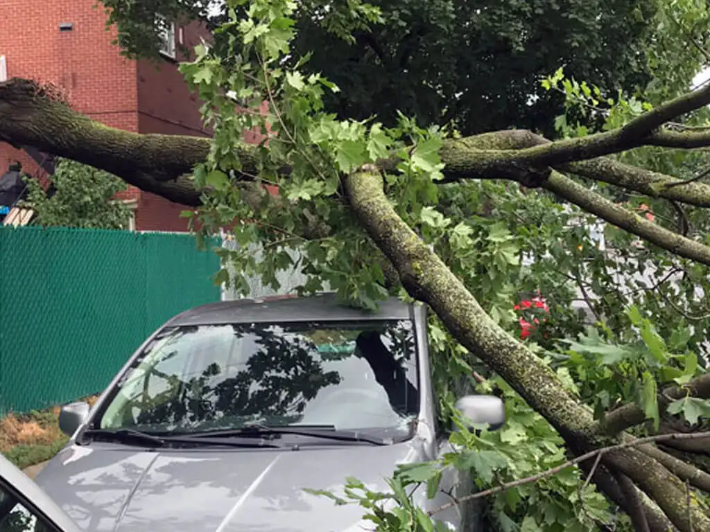Intervention d'Urgence arbres dangereux ou après une tempête